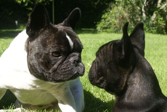 French Bulldog Vancouver Puppies Canada Par Esquisse breeder French ...