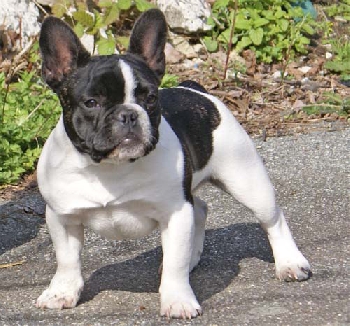 LOULOU PAR ESQUISSE French Bulldog Canada