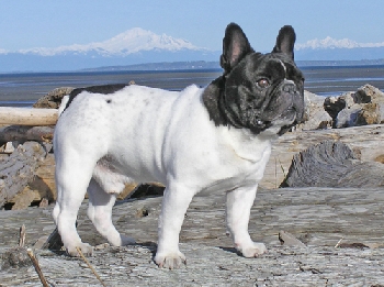 Cartier Par Esquisse French Bulldog