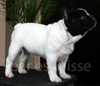 NICOLAS PAR ESQUISSE FRENCH BULLDOG CANADA